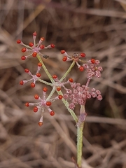 Foeniculum sanguineum