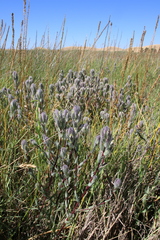 Chloropyron molle molle