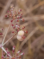 Foeniculum sanguineum