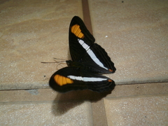 Lepidoptera