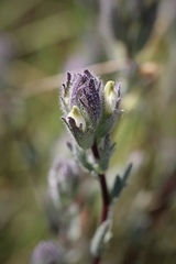 Chloropyron molle molle