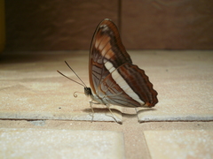 Lepidoptera