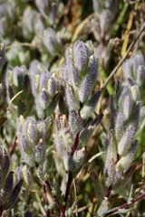 Chloropyron molle molle