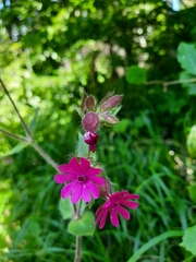 Silene dioica