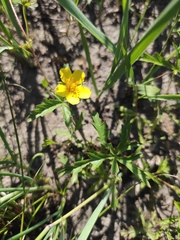 Potentilla flagellaris