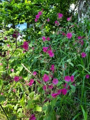 Silene dioica