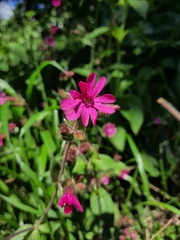 Silene dioica