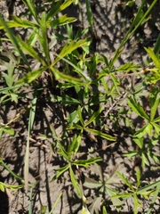 Potentilla flagellaris
