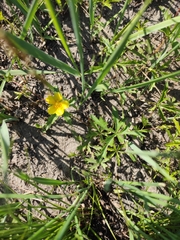 Potentilla flagellaris