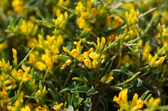 Anthyllis hermanniae corsica