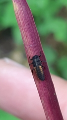 Harmonia quadripunctata