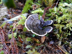 Phellodon sinclairii