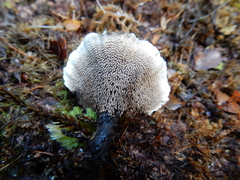 Phellodon sinclairii