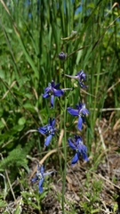 Delphinium depauperatum