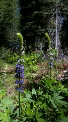 Lupinus burkei