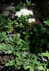 Valeriana californica