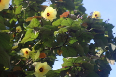 Hibiscus tiliaceus