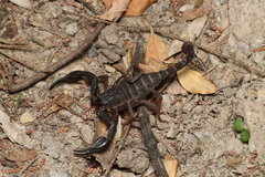 Iurus dufoureius