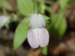 Collinsia childii