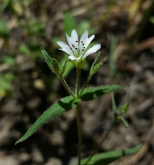 Pseudostellaria jamesiana