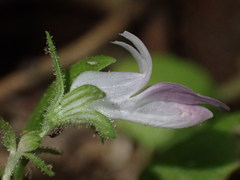 Collinsia childii