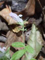 Collinsia childii