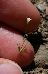 Linanthus harknessii