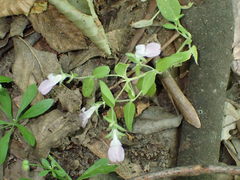 Collinsia childii