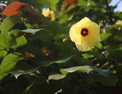 Hibiscus tiliaceus