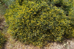 Anthyllis hermanniae corsica