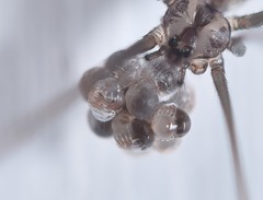 Smeringopus natalensis