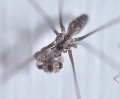 Smeringopus natalensis