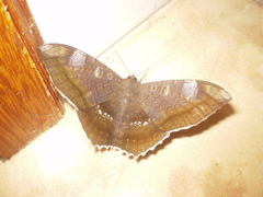 Lepidoptera
