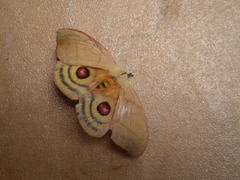 Lepidoptera