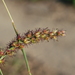 Southern Sandbur - Photo (c) tern911, some rights reserved (CC BY-NC), uploaded by tern911
