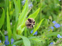 Microbotryum tragopogonis-pratensis
