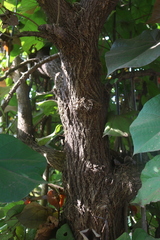 Hibiscus tiliaceus