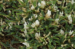 Astragalus greuteri
