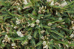 Astragalus greuteri