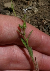 Allophyllum integrifolium