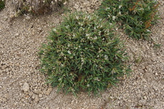 Astragalus greuteri