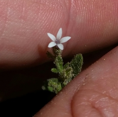 Allophyllum integrifolium