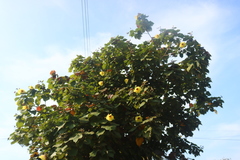 Hibiscus tiliaceus