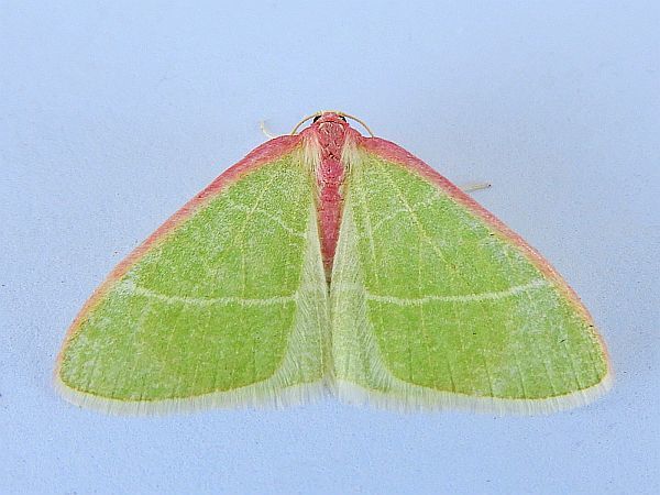 Nemoria latirosaria