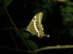 Papilio delalandei