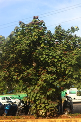 Hibiscus tiliaceus