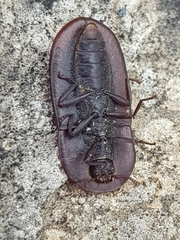 Cossyphus hoffmannseggi