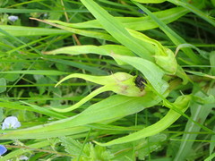 Microbotryum tragopogonis-pratensis