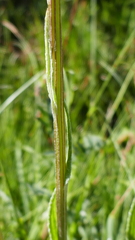 Tephroseris helenitis