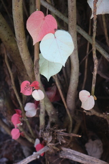 Hibiscus tiliaceus